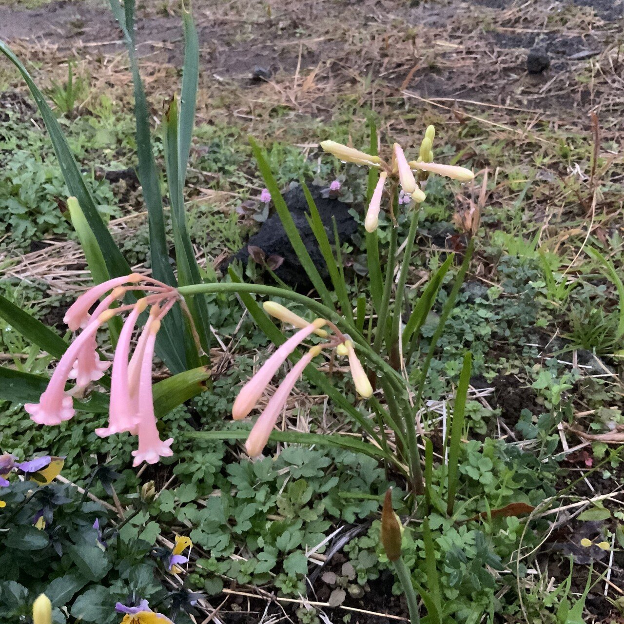 這いあがらないでいい 息子の死は鬱 ああすれば こうすれば と自分を責めて泣いてばかり 辛かったんだね 作家の佐野洋子さんのエッセイに鬱病は朝から死にたい病気 乳癌よりうつ病の方が辛いと 佐野さんは乳癌で はこふぐ Note
