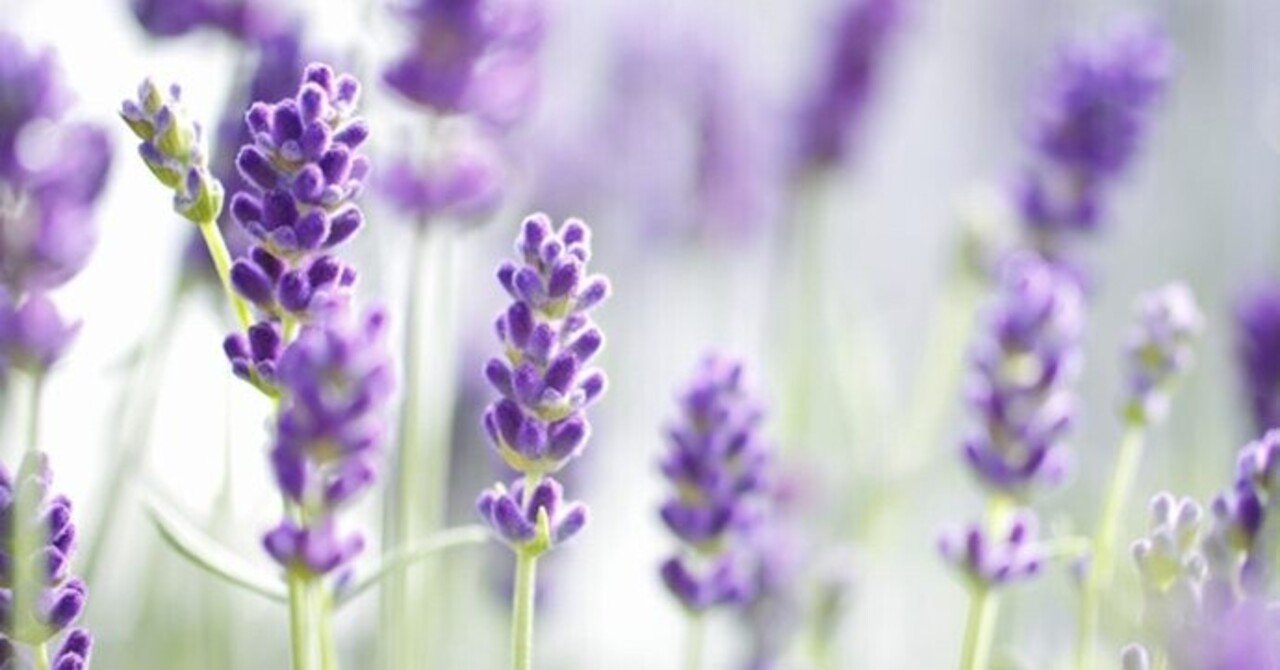 ツイン男性の愛の鞭 真心 真言 しかツインレイには通じない Iristwinray Note