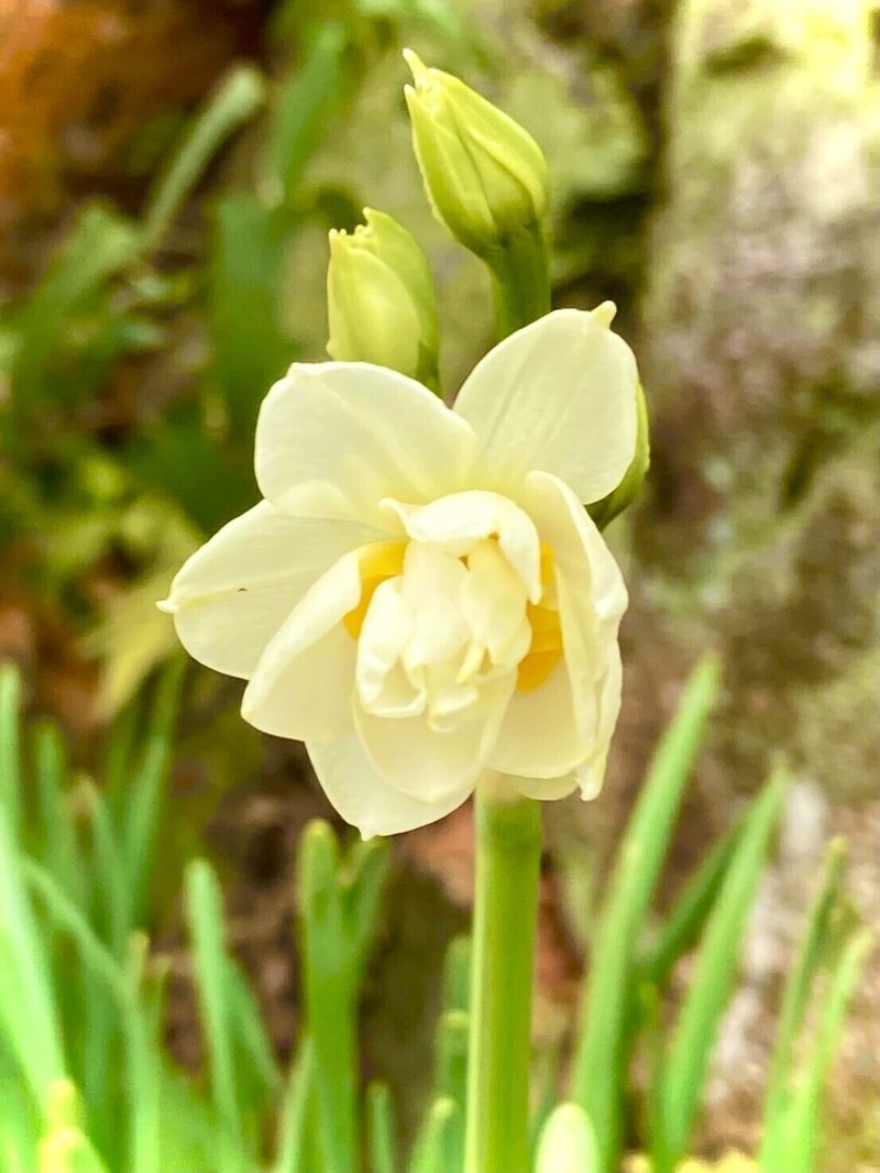 画像 名付け 花言葉 子供 名付け 花言葉