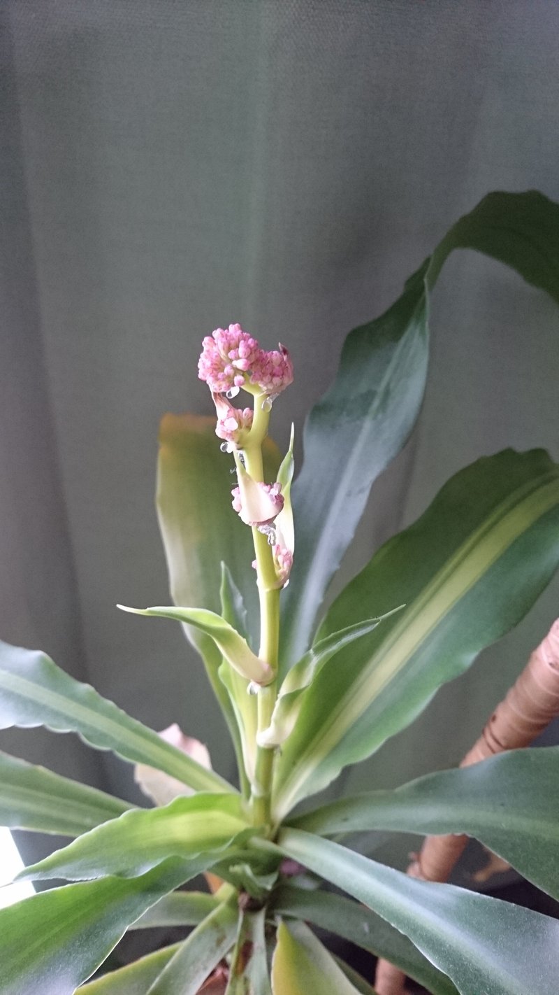 幸福の木の花 の新着タグ記事一覧 Note つくる つながる とどける