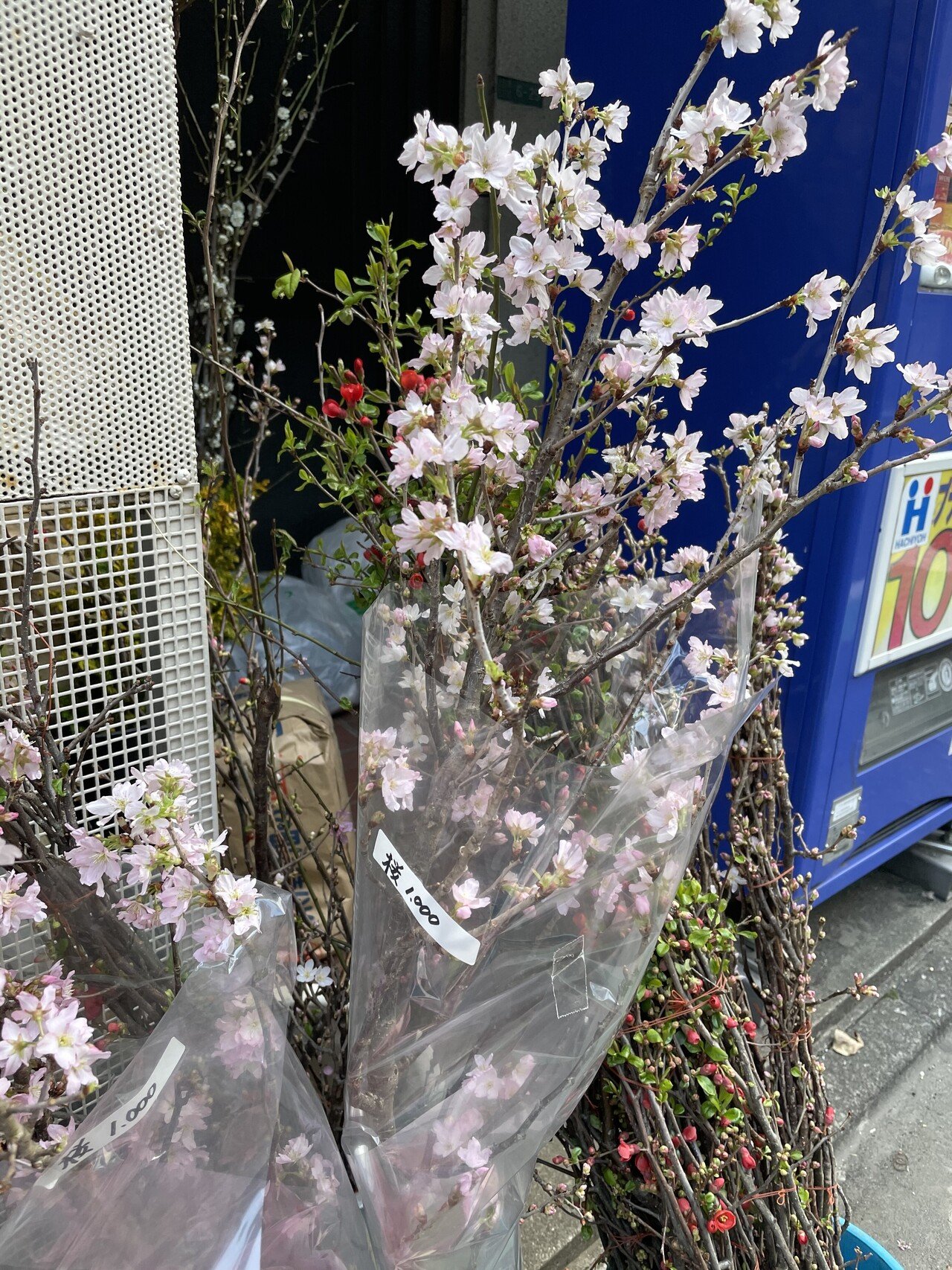 春を先取り 中目黒といえば桜 ということで桜の枝を購入 オンラインお花見も夢じゃない 中目黒土産店 Note