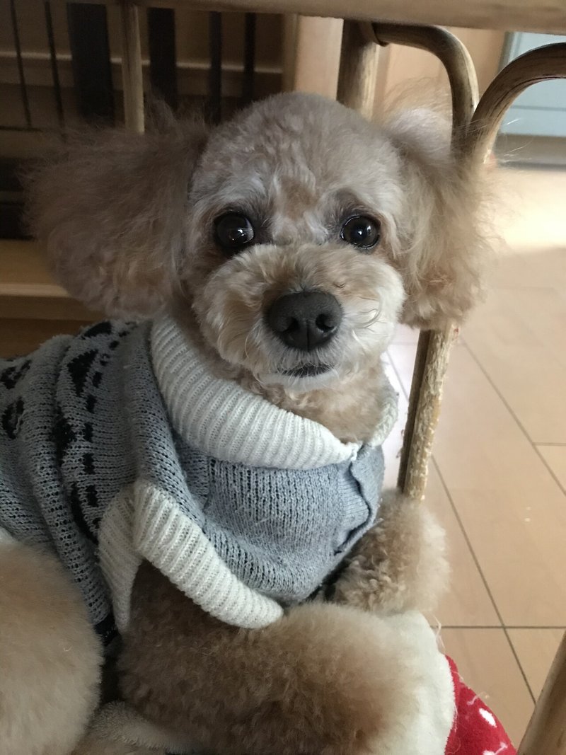 トリミングいってきて サラサラふわふわ になった 可愛いお写真 ココ次郎 Note