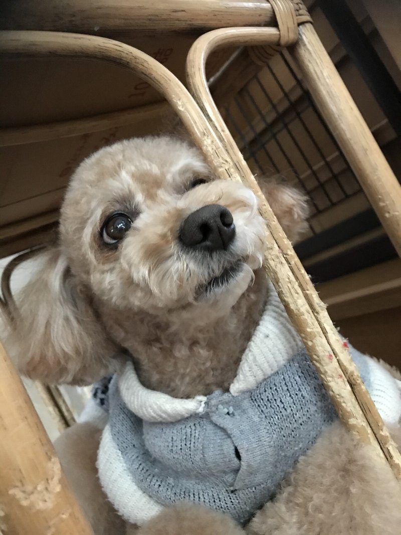 トリミングいってきて サラサラふわふわ になった 可愛いお写真 ココ次郎 Note
