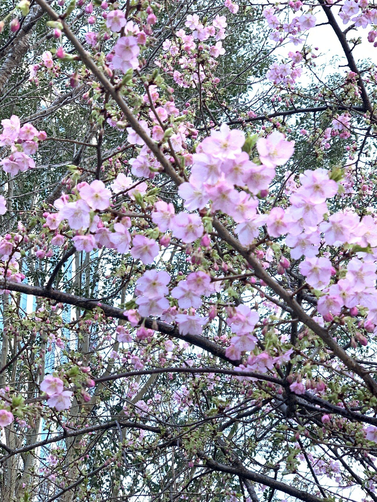 たまには食べもの以外を 今日は寒いですが 早咲きの桜が咲き進んでおりました みんなの見立てでは河津桜らしいです たくさん種類 があるのでこれから楽しみです ごっちゃんのこだわり Note