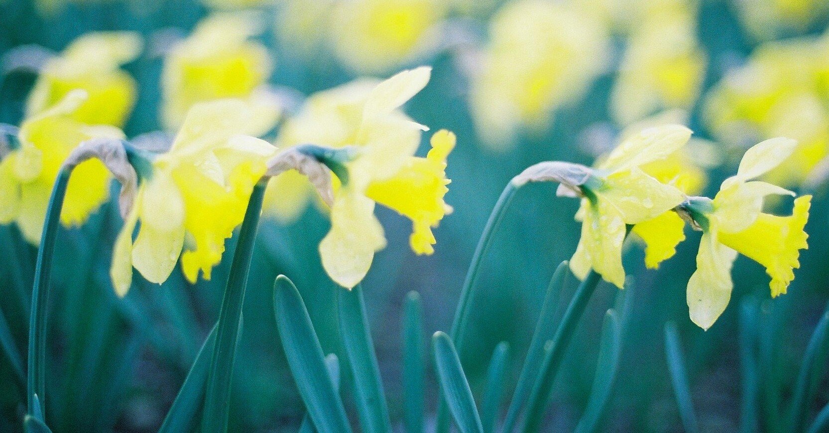 ナルキッソスの神話と スイセンについて 巡らせる Oli Saori Note