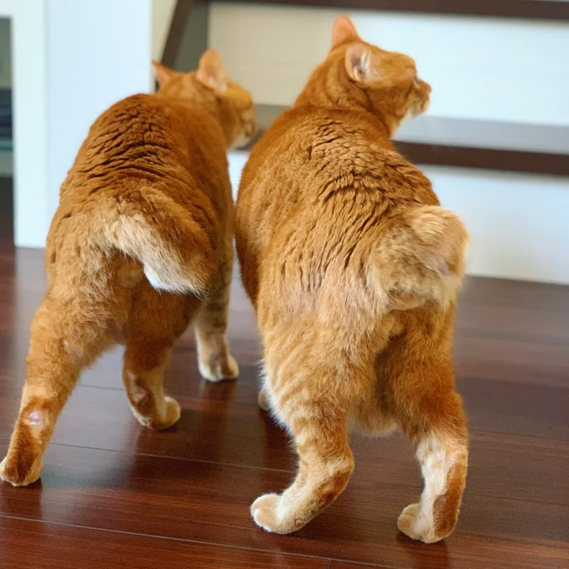 ちょっと休憩 猫のおしりは可愛い みずのさちこ Note