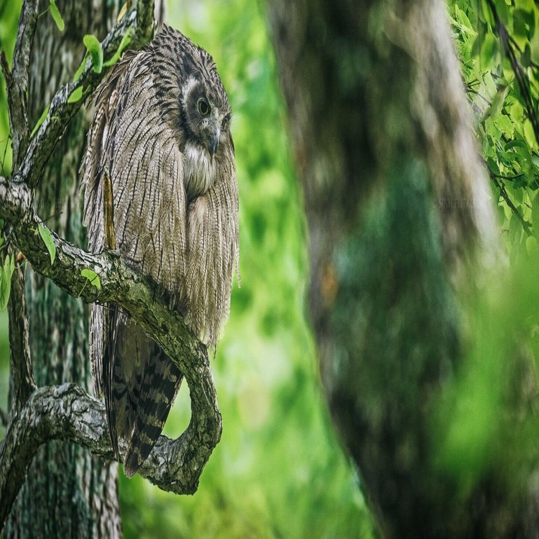 ツキノワグマが教えてくれた シマフクロウが座る場所 18 Sinh Note