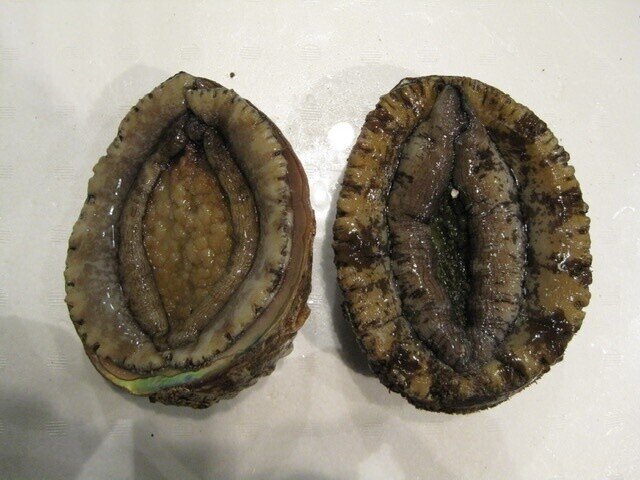 アワビの不思議な思い込み おさかなマイスター神谷 Note