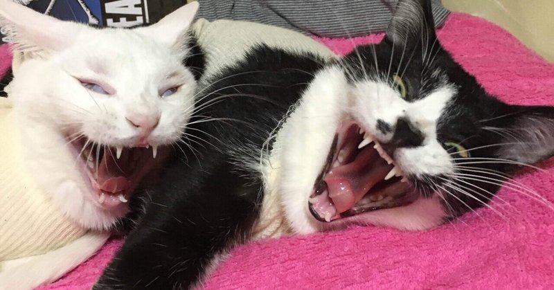 うちのにゃんず 日記 四葉 Bluemoon Clover Note