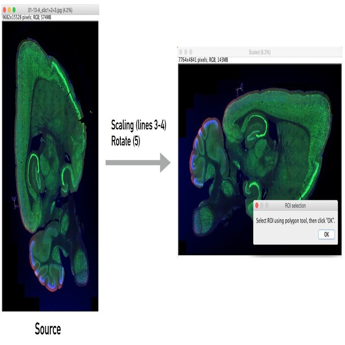 自動操作の中に手動操作を組み込む｜Wet研究者がコスパ良く手抜きをするためのimageJマクロ・その２｜Kd_Gn