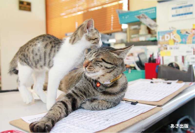 2月22日 にゃーにゃーにゃ は猫の日 あなたはゼッタイ大丈夫 愛されネコが知っているhappyにゃルール ご紹介 あさ出版note Note 2月22日 にゃーにゃーにゃ は猫の日 あなたはゼッタイ大丈夫 愛されネコが知っているhappyにゃルール ご紹介 あさ出版note Note