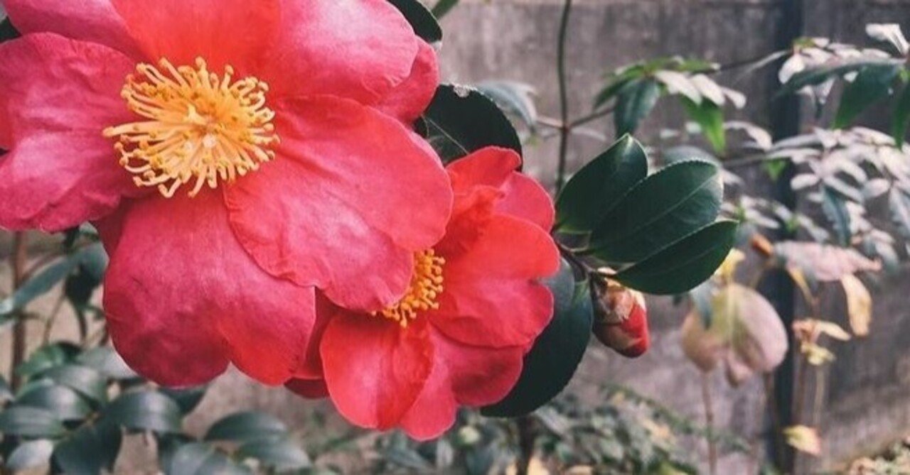 椿の花が散るころ わたしは髪を切りにいく ぶんしょう舎 添削後加筆記事 やまざきまりこ Note 椿の花が散るころ わたしは髪を切りにいく ぶんしょう舎 添削後加筆記事 やまざきまりこ Note