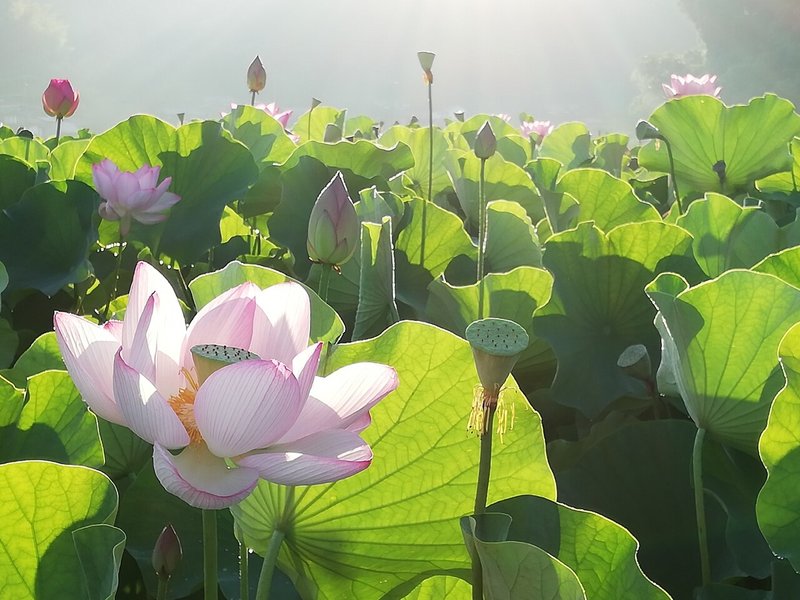 石仏公園蓮畑 (2)