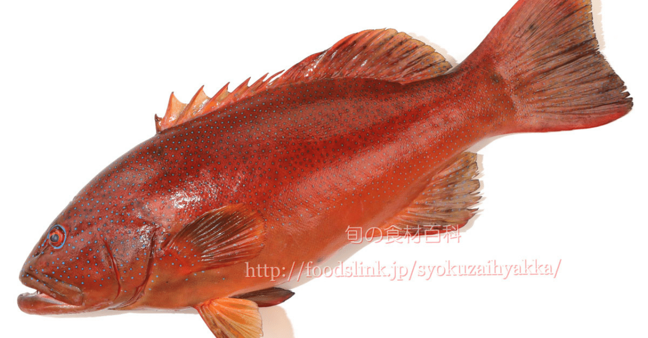 アカジン（魚、通称ミーバイ）タペストリー アカジン（魚、通称ミーバイ）タペストリー （食材 スジアラ）