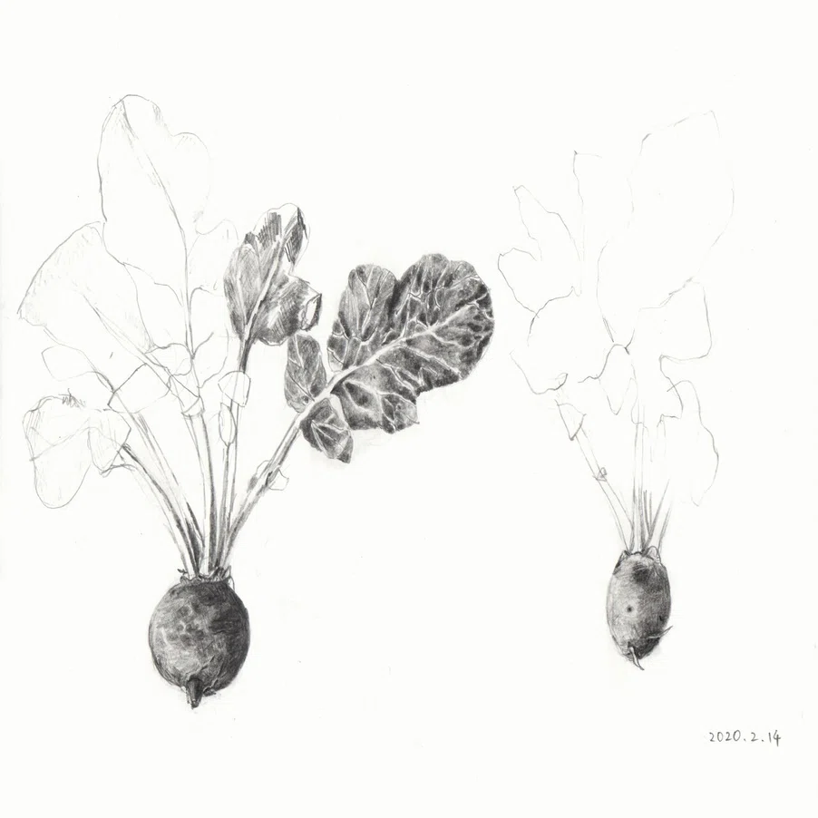 2月 季節の野菜デッサン教室 かんざき Note