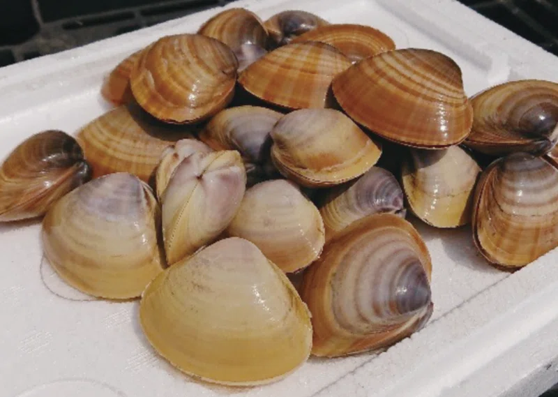 船橋漁港といえばバカガイ アオヤギ です 船橋漁港の朝市 Note