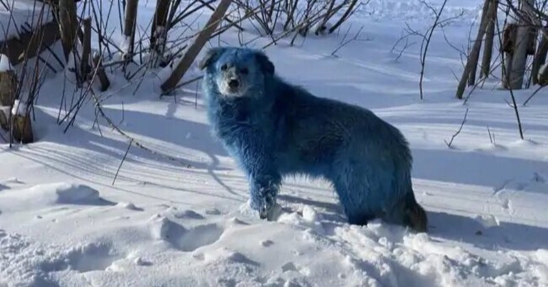 青い犬 の新着タグ記事一覧 Note つくる つながる とどける