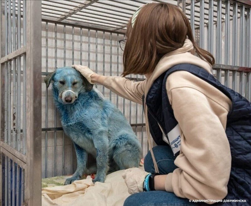 ロシアの工場跡をうろつく青く変色した犬の群れ フランク ロイド Note