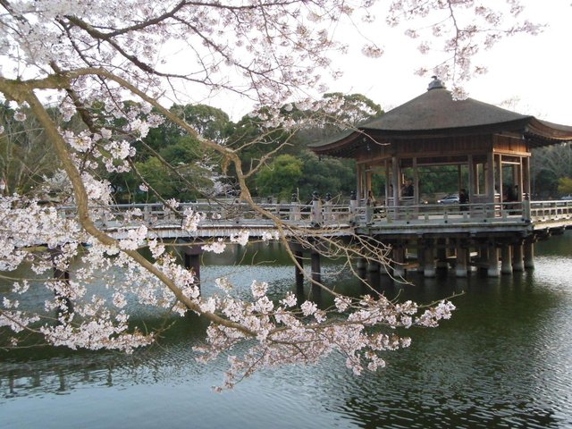 まだ明るい浮御堂と名残の桜。