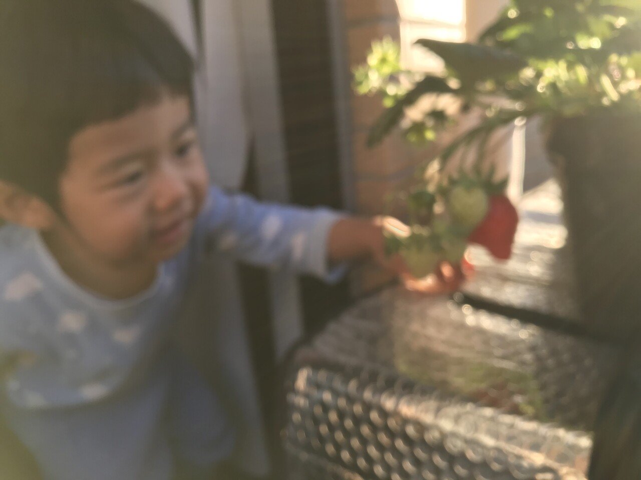 いちご 我が家のベランダで育てているいちご 10年近く前にホームセンターで買った白いちご苗 の子孫 昨年絶滅かというところまできたのだが なんとか子孫を残せました そして花が咲き実るところまできました まーじゅさん Note
