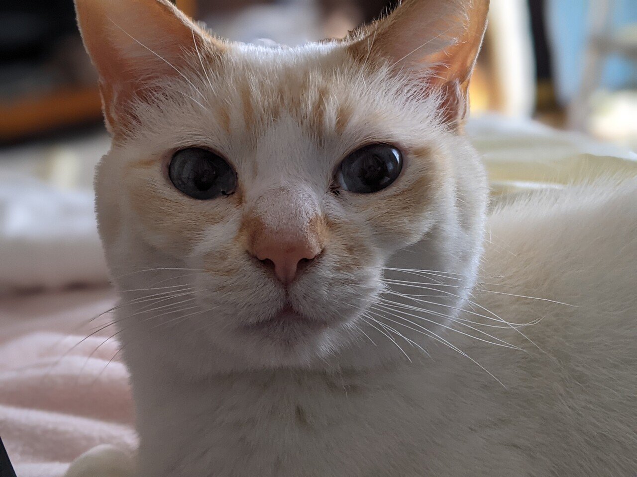 カワイイ顔してオッサンです 笑い猫 猫とお絵描き Note カワイイ顔してオッサンです 笑い猫 猫とお絵描き Note