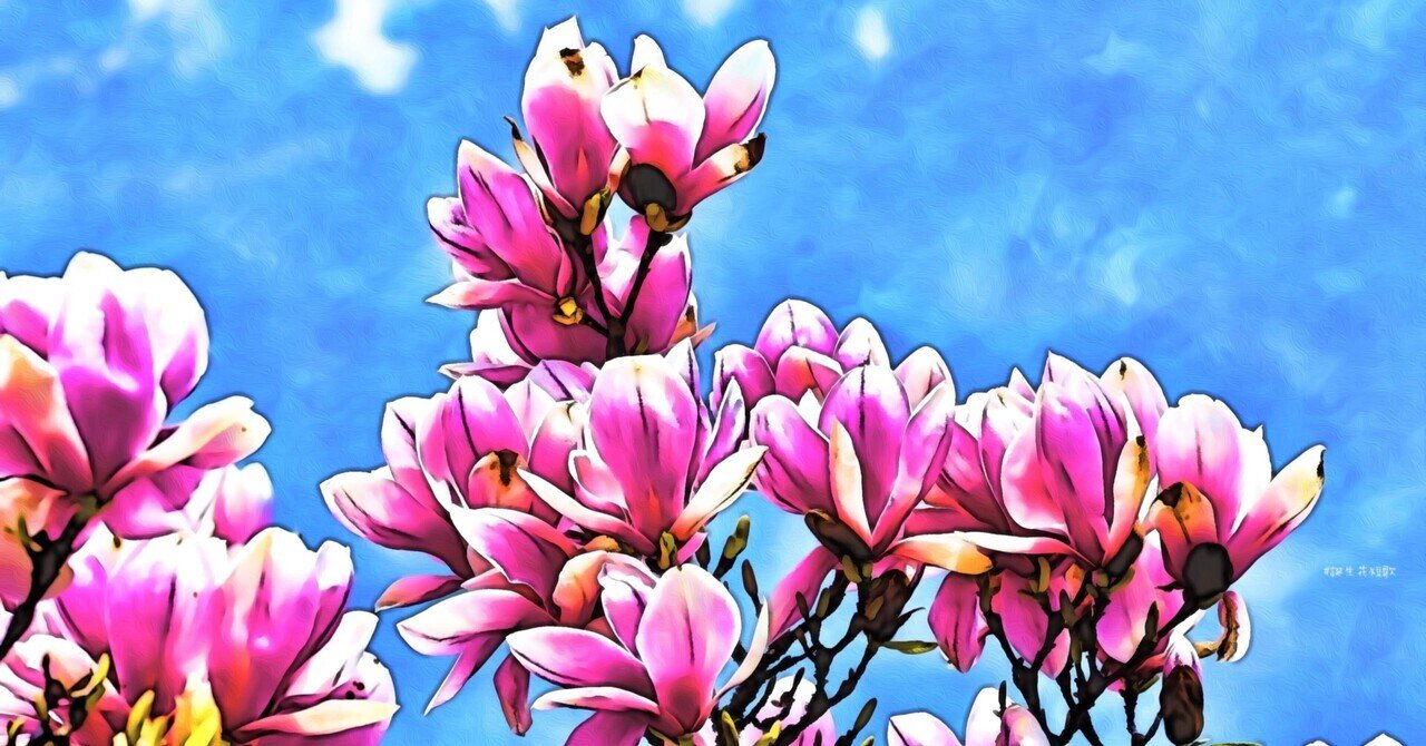 2月19日 誕生花は木蘭 誕生花短歌 御子柴 流歌 Note