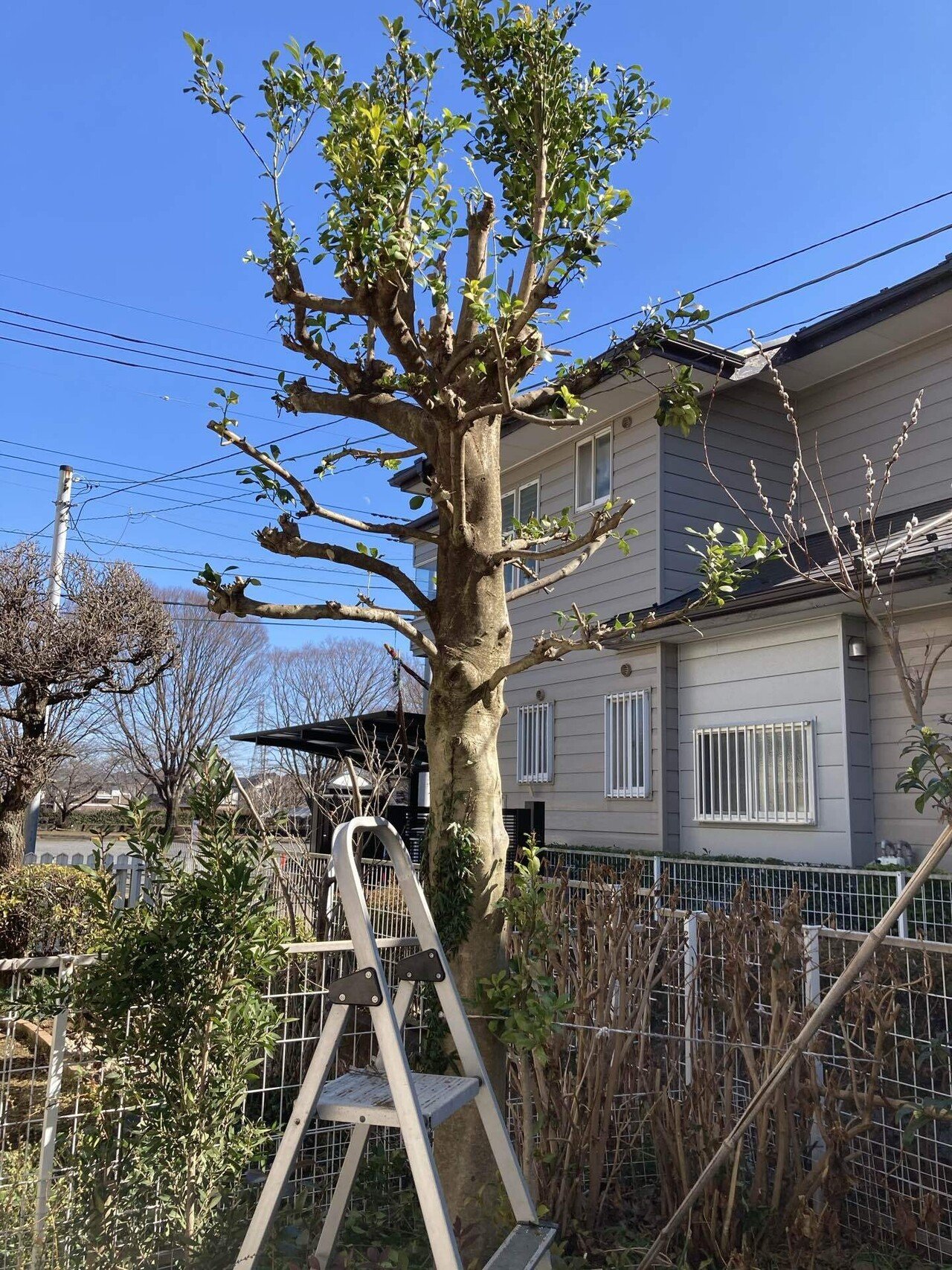 今日は庭木の剪定 葉の生い茂った枝の剪定をしていると かわいそう と思う自分もいるのだが 生い茂った枝にびっしりついた貝殻虫を見ると 自分 の薄っぺらな感情に まだまだだねぇ と苦笑 やった経験のある人 なおはな Note