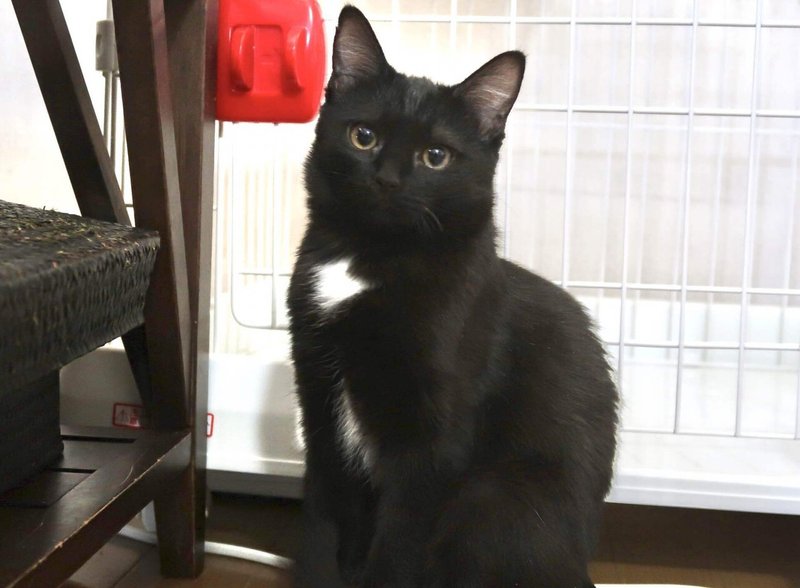 昨日はデンデちゃん正式譲渡とカリン様がトライアル にゃんこの里60家 Note