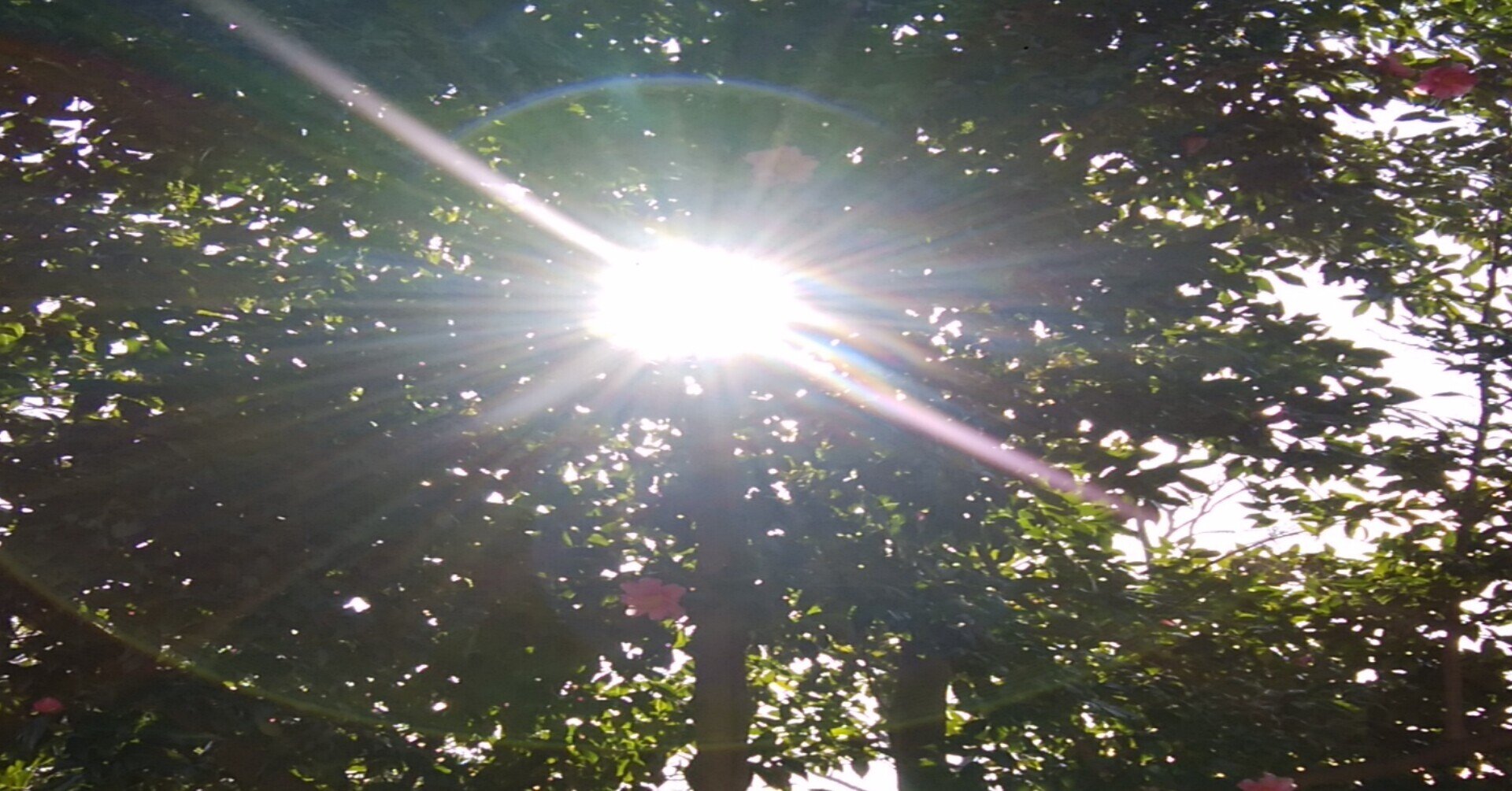 神社で カラスの行水 を見た縁起のよい日 ポエミスト朱見 Note 神社で カラスの行水 を見た縁起のよい日 ポエミスト朱見 Note