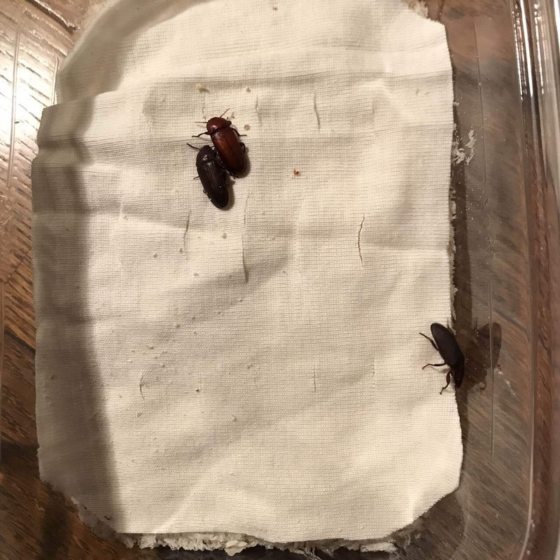 ミルワーム飼育 2 19 Day117 床材をパン粉に 自家製ミルワーム太郎 Note ミルワーム飼育 2 19 Day117 床材をパン粉に 自家製ミルワーム太郎 Note