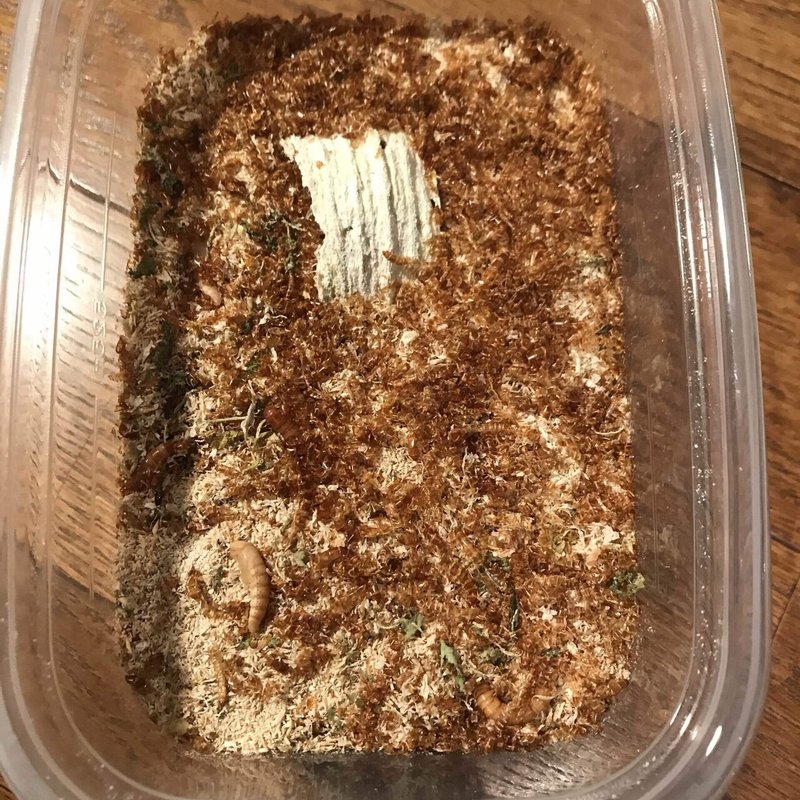 ミルワーム飼育 2 19 Day117 床材をパン粉に 自家製ミルワーム太郎 Note