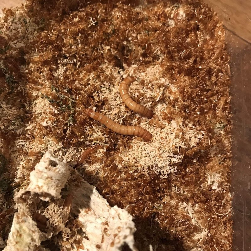 ミルワーム飼育 2 19 Day117 床材をパン粉に 自家製ミルワーム太郎 Note ミルワーム飼育 2 19 Day117 床材をパン粉に 自家製ミルワーム太郎 Note