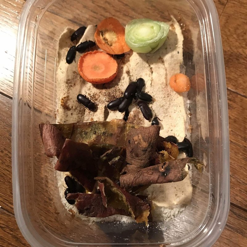 ミルワーム飼育 2 19 Day117 床材をパン粉に 自家製ミルワーム太郎 Note
