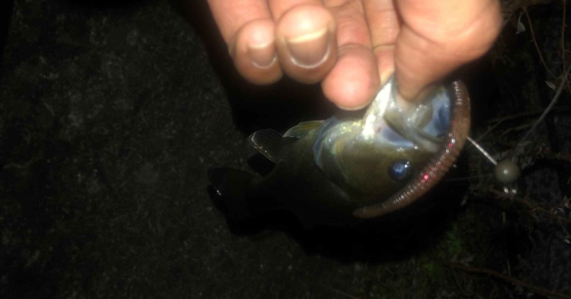 冬のバス釣り 初心者でも釣れる琵琶湖のエリア Ryu Note 冬のバス釣り 初心者でも釣れる琵琶湖のエリア Ryu Note