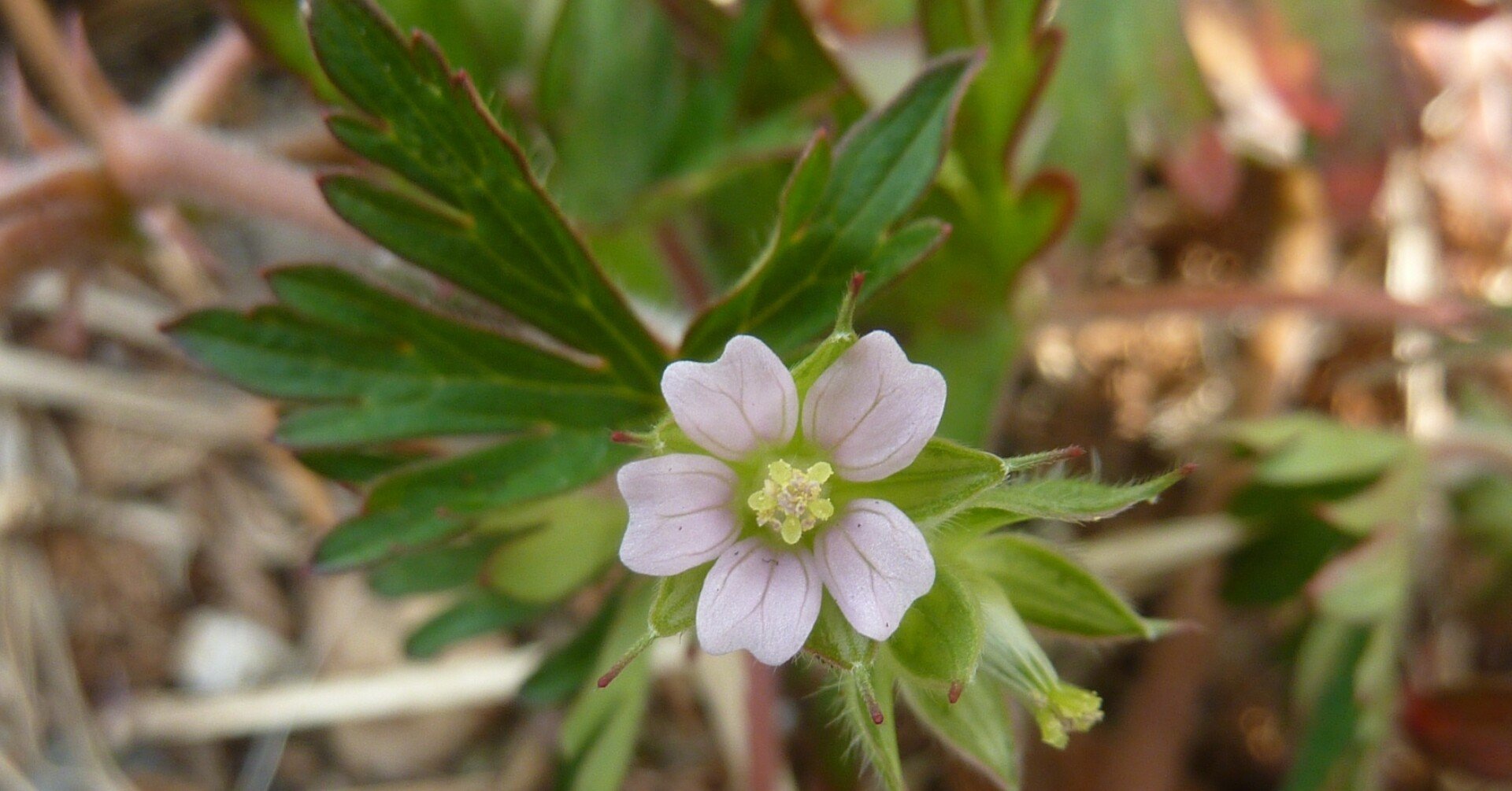 置かれた場所で咲く アメリカフウロ なつめぐlabo Note