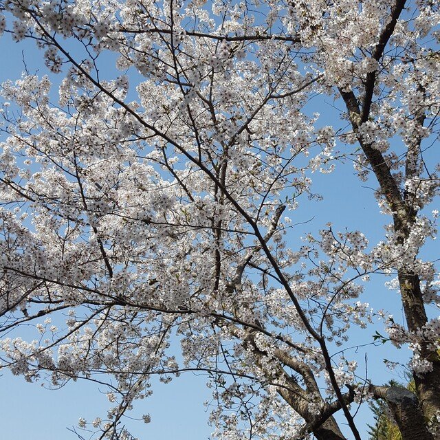 桜が咲く頃になったら Chiaki Masahiko Note 桜が咲く頃になったら Chiaki Masahiko Note