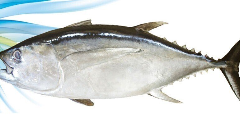 マグロ取材結果一覧｜note