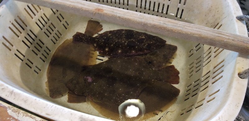 ヒラメ Bastard Halibut 千葉県安房郡鋸南町 保田漁協ばんや 刺身馬鹿一代 Sasimi Nerd Life Note