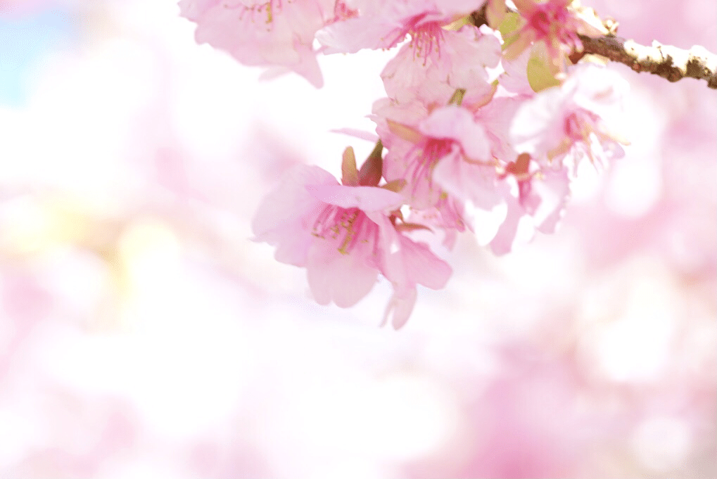 河津桜が可愛い ファンタジー Sato Note