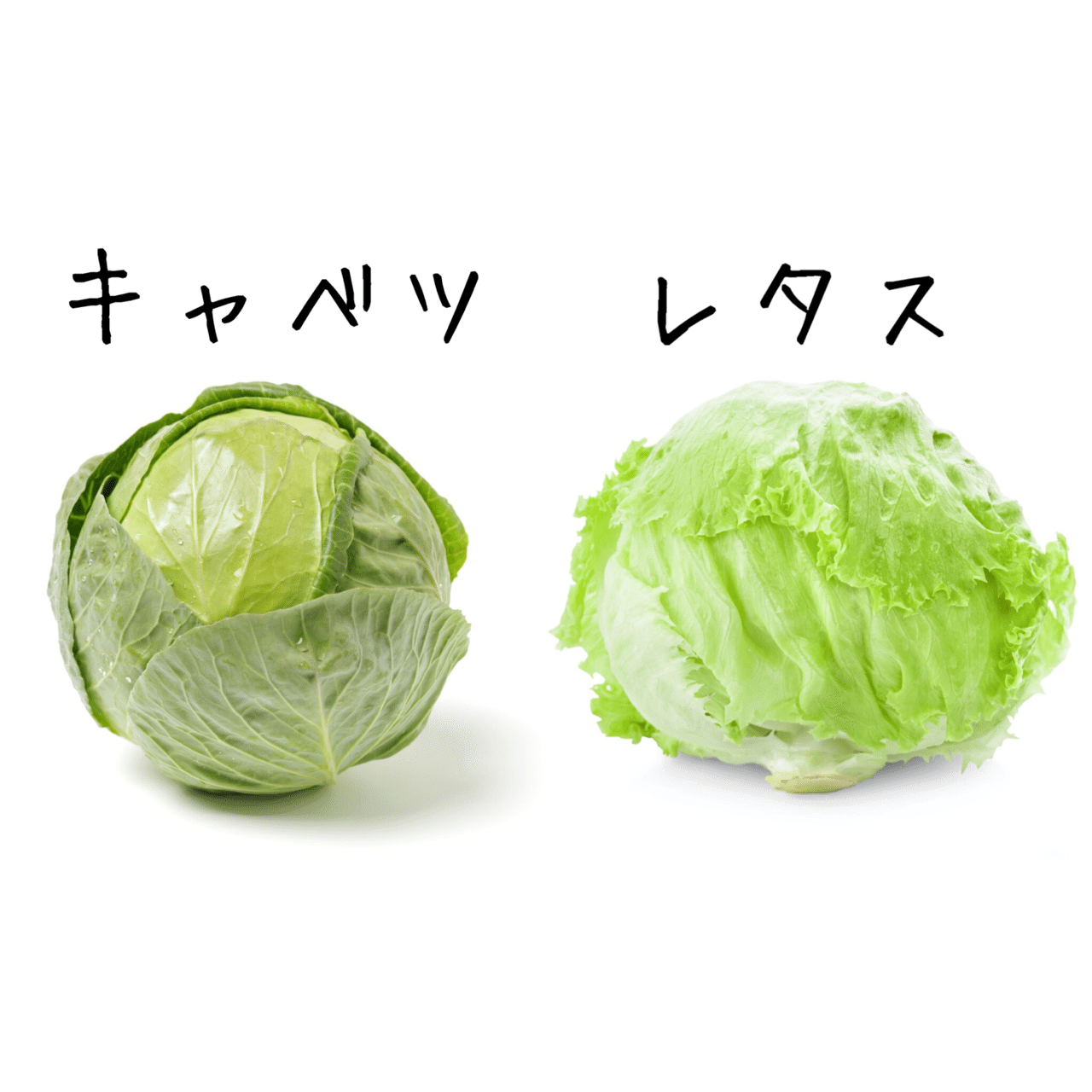 キャベツとレタスの違いに迫る 100円食堂 Note