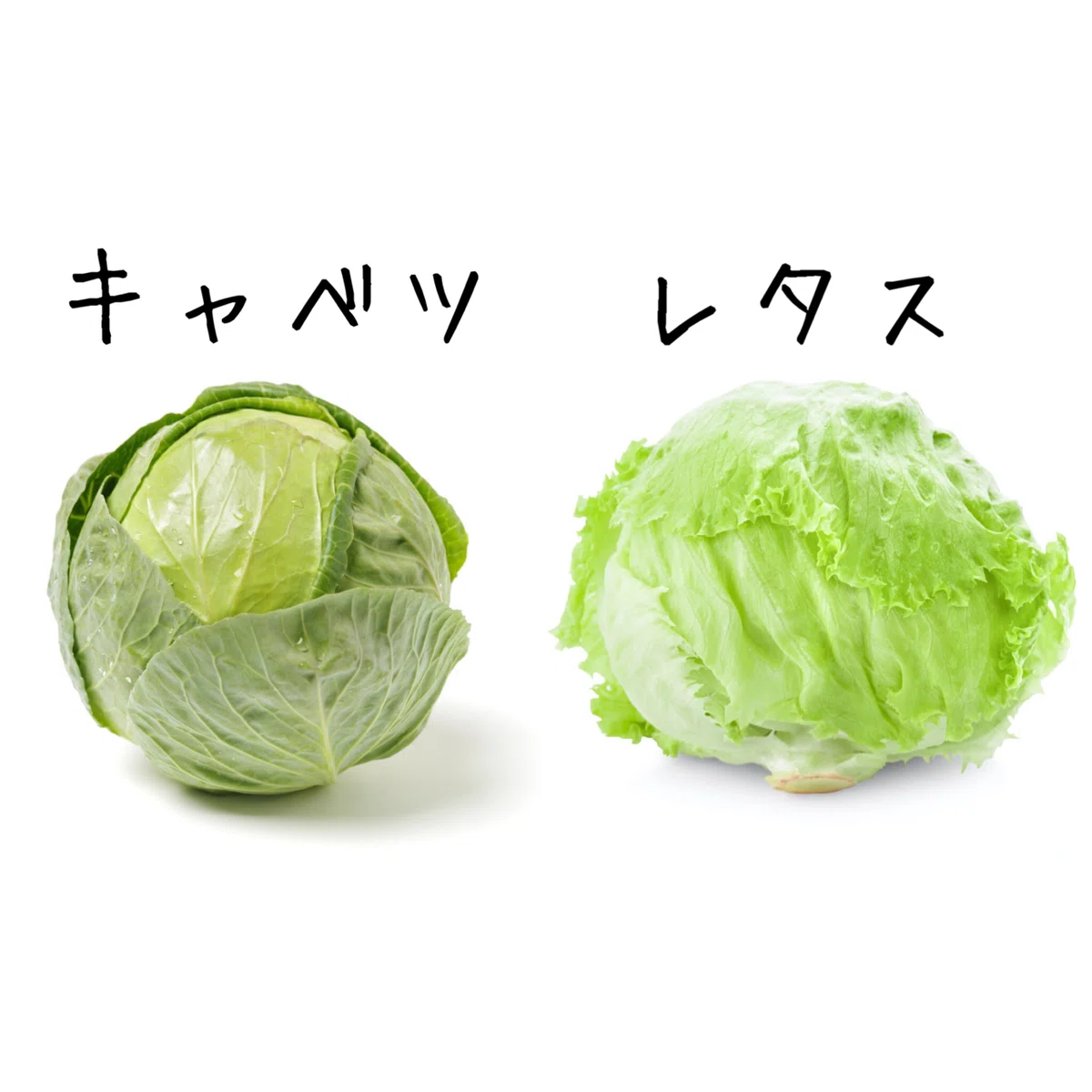 キャベツとレタスの違いに迫る！｜100円食堂