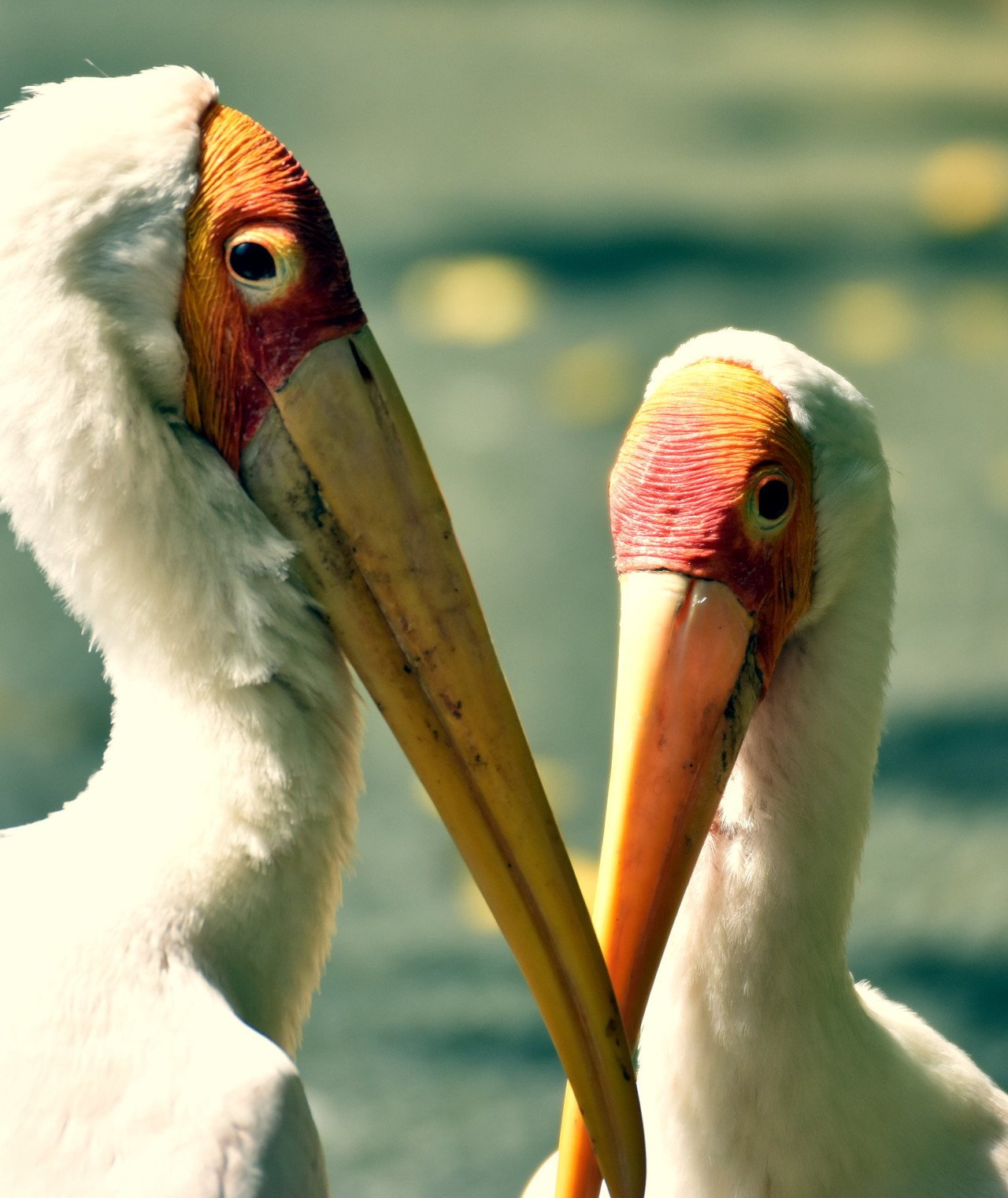 アフリカトキコウ@コウノトリ目コウノトリ科|hirahiranote