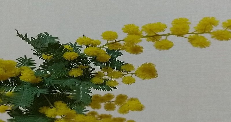 ぽろぽろした黄色が好き 高遠菜萌 Note ぽろぽろした黄色が好き 高遠菜萌 Note