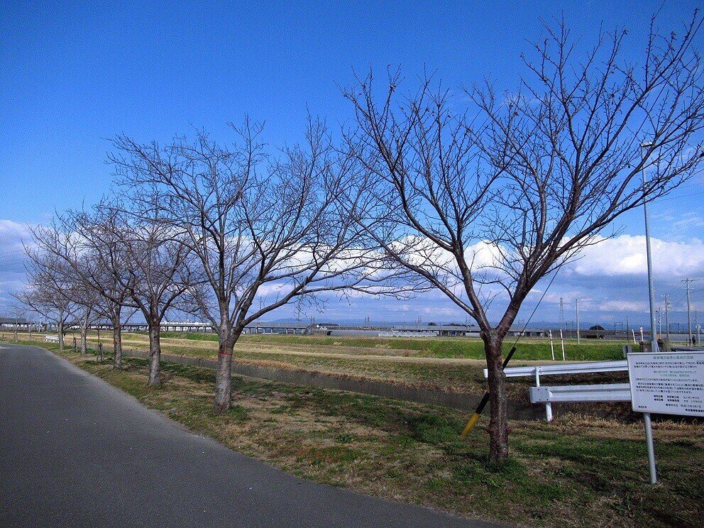 8西鹿乗川桜並木