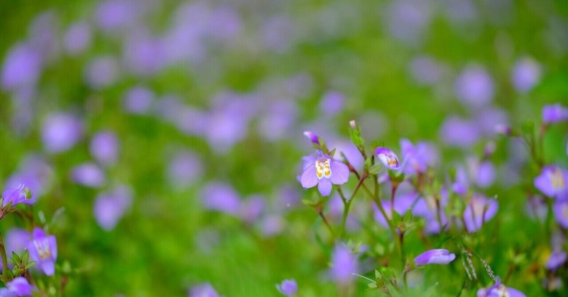 一面に咲く紫の花 ムラサキサギゴケ Hhaannaaiihh Note