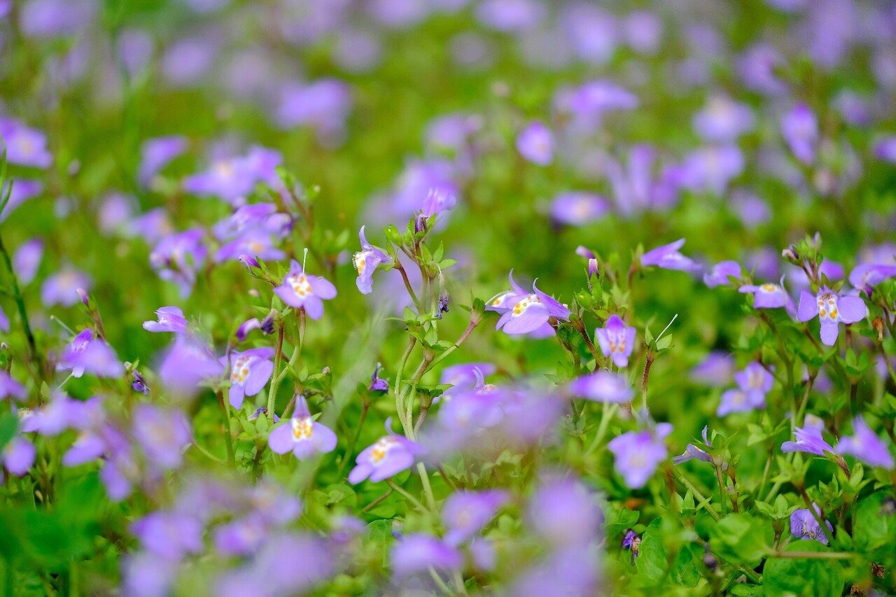 一面に咲く紫の花 ムラサキサギゴケ Hhaannaaiihh Note