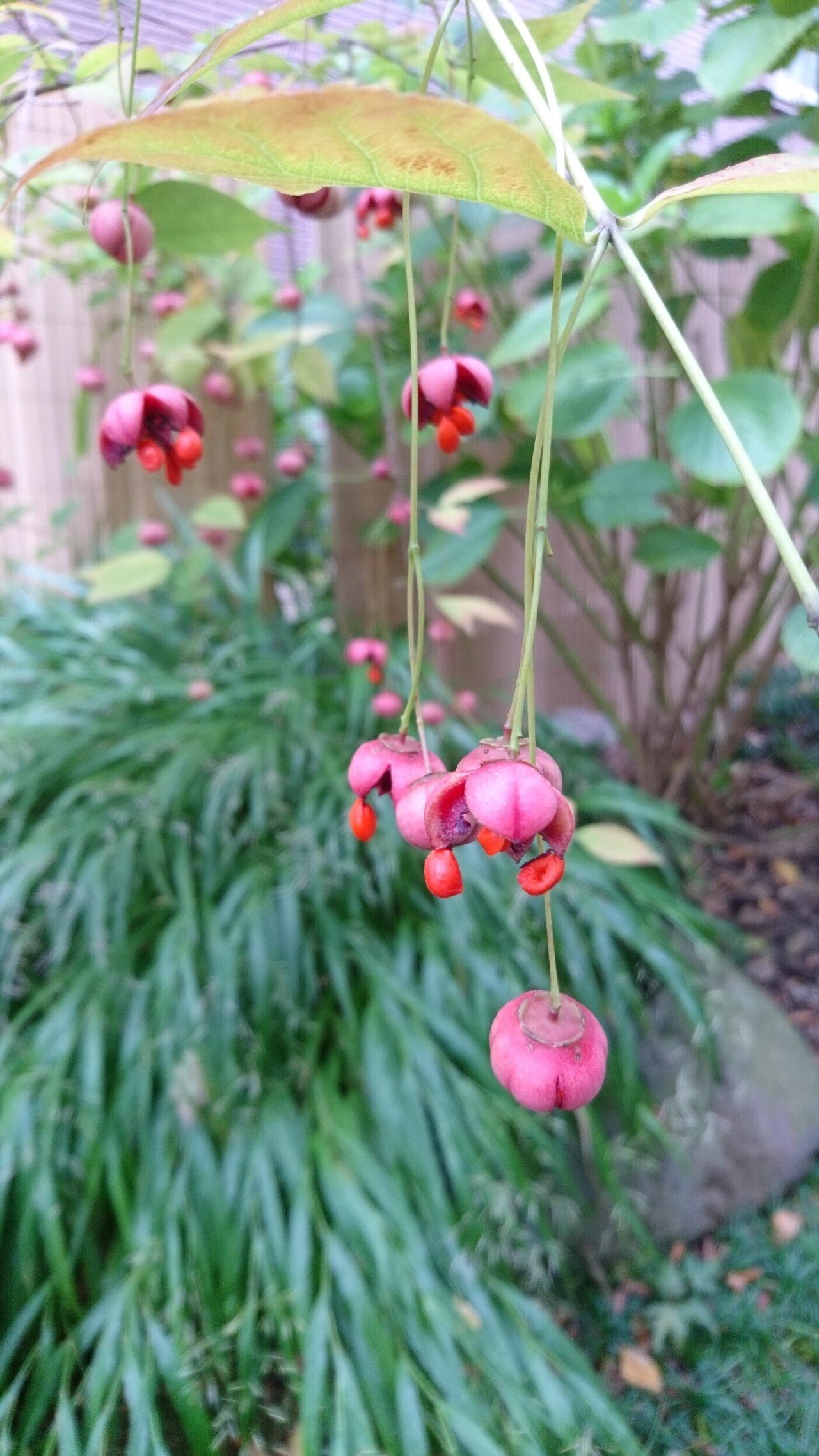 雑木林風のお庭に　ツリバナ　赤い実　紅葉　吊り花　落葉樹 雑木林風のお庭にツリバナ赤い実紅葉吊り花落葉樹2