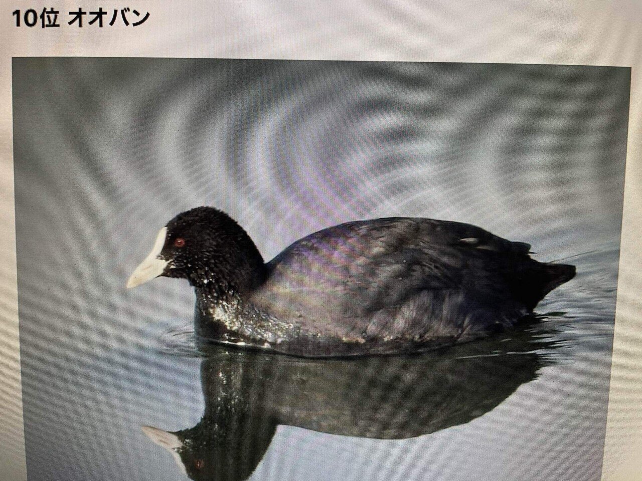 冬の水鳥（写真） 冬の琵琶湖で越冬する水鳥の写真素材 [FYI00203862] | ストックフォト