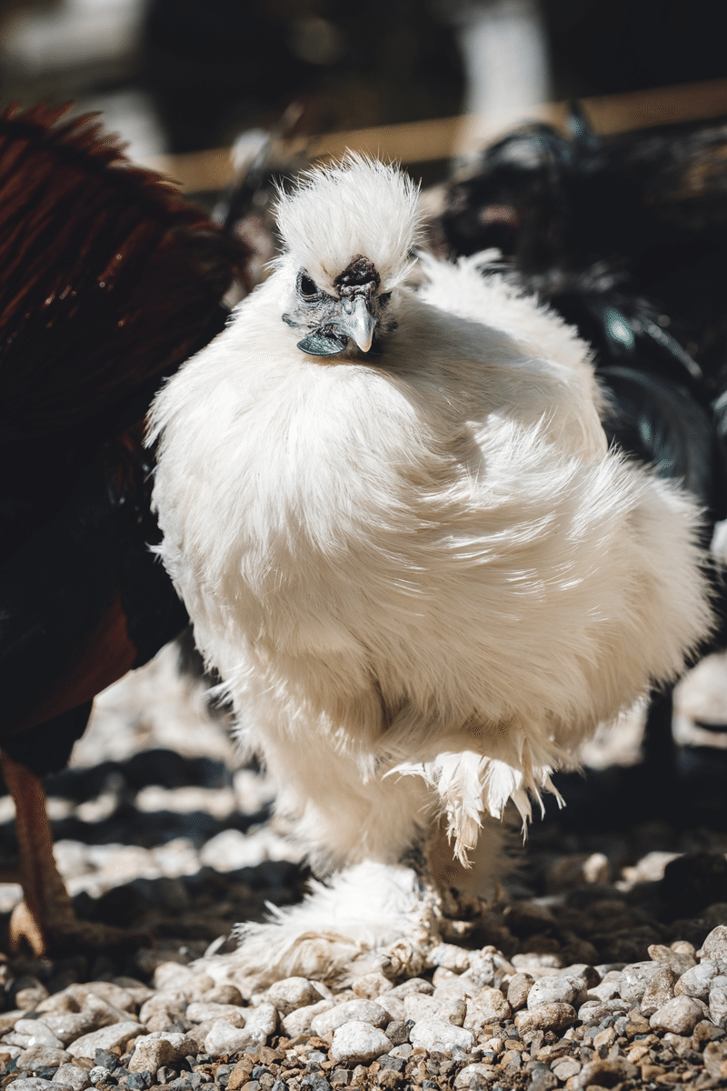 太陽を呼び戻す常世長鳴鳥 クロギタロウ Note 太陽を呼び戻す常世長鳴鳥 クロギタロウ Note