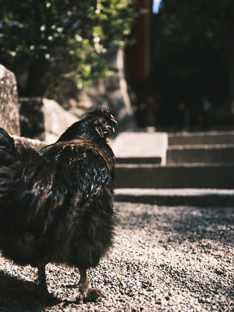 太陽を呼び戻す常世長鳴鳥 クロギタロウ Note